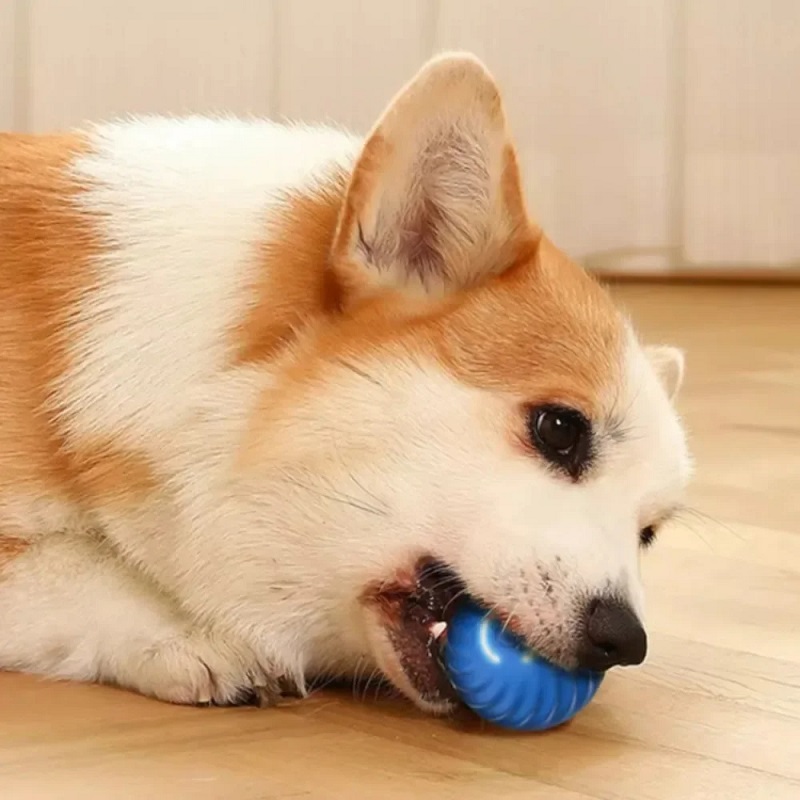 Hundespielzeugball Automatisch – Kids Toys Dog Bewertung und Preis